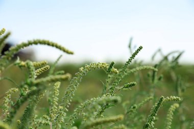 Güneşli bir günde açık havada çiçek açan ragweed bitki (Ambrosia cinsi). Mevsimsel alerji