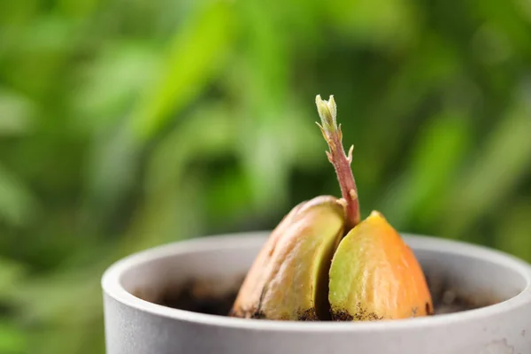 Avocado pit with sprout in pot on blurred background, closeup. Space for text — Stock Photo, Image