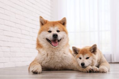 Sevimli Akita Inu köpek ve köpek yavrusu kapalı katta
