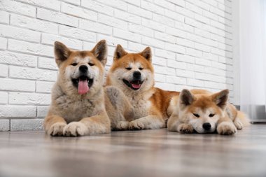 Sevimli Akita Inu köpek ve kapalı katta yavru