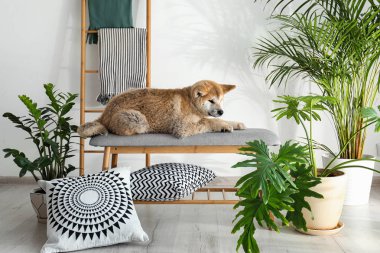 Sevimli Akita Inu köpek ev bitkileri ile odada bankta