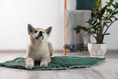 Sevimli Akita Inu köpek houseplants ile odada halı üzerinde. Metin için alan