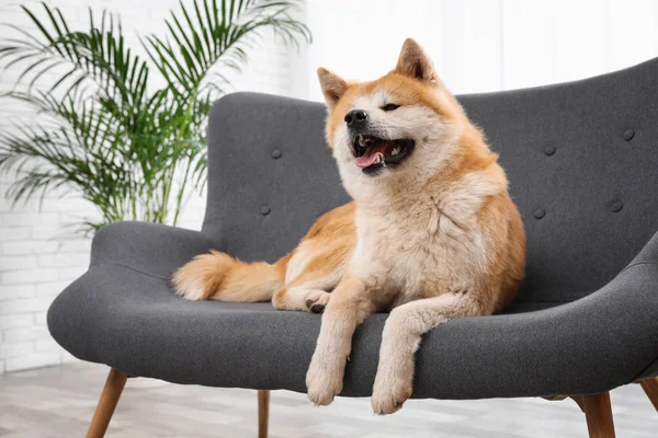 Aranyos Akita Inu kutyát a kanapén a nappaliban — Stock Fotó