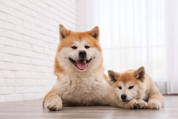 Adorable Akita Inu chien et chiot sur le sol à l'intérieur — Photo