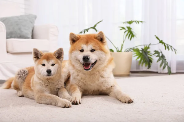 Adorable Akita Inu psa i szczeniaka na podłodze w salonie — Zdjęcie stockowe