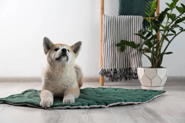 Schattig Akita Inu hond op tapijt in kamer met woon planten. Ruimte voor tekst — Stockfoto