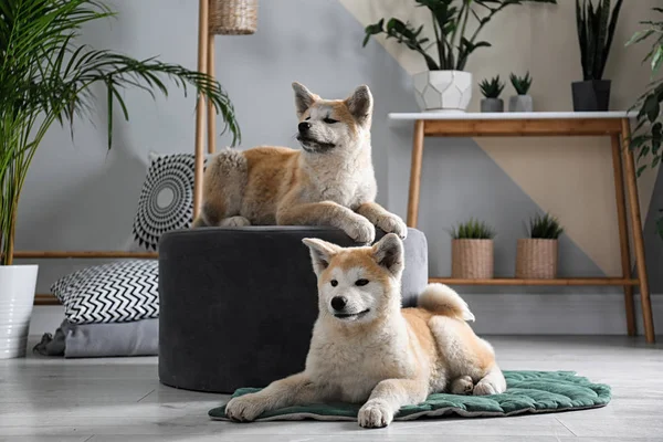 Śliczne psy Akita Inu w pokoju z doniczkowe — Zdjęcie stockowe