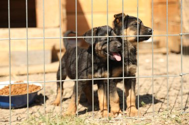 Hayvan barınağında evsiz köpeklerle kafes. Gönüllülük Kavramı