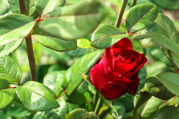 阳光明媚的一天，花园里盛开的红玫瑰美丽绽放。文本空间 — 图库照片