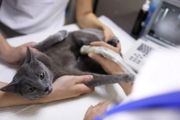 Graue Katze mit Ultraschalluntersuchung in Tierklinik, Nahaufnahme — Stockfoto