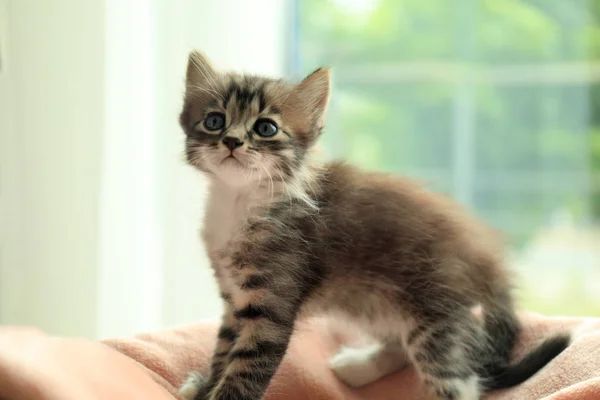 Evde yumuşak battaniye üzerinde Sevimli küçük çizgili kedi yavrusu — Stok fotoğraf