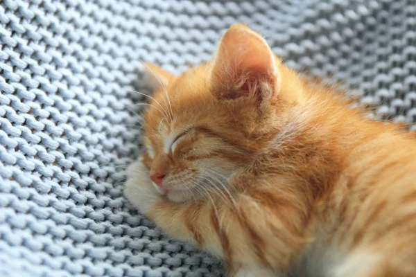 Spící roztomilé malé červené kotě na světle modré přikrývce, šatní pohled — Stock fotografie