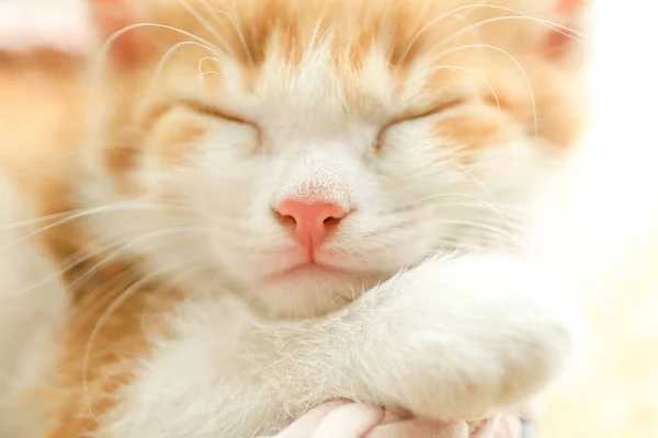 Sevimli küçük kırmızı kedi yavrusu uyku, closeup görünümü — Stok fotoğraf