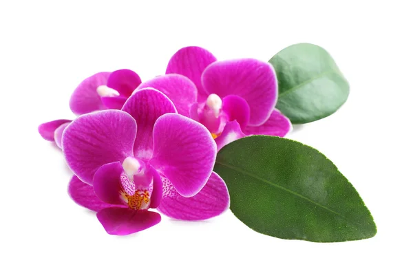 Красивые розовые цветы орхидеи с зелеными листьями на белом фоне — стоковое фото