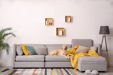 Modern oturma odasının içi. Koltukta şirin Altın Labrador Retriever
