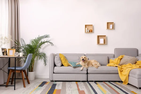 Moderne woonkamer interieur. Leuke Golden Labrador Retriever op de bank — Stockfoto