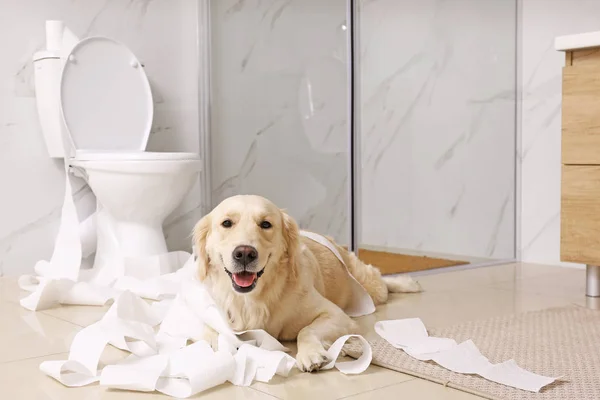 Golden Labrador Retriever yang lucu bermain dengan tisu toilet di kamar mandi — Stok Foto