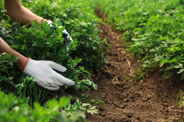 Женщина собирает свежую зеленую петрушку в поле, крупным планом. Органическое земледелие — стоковое фото