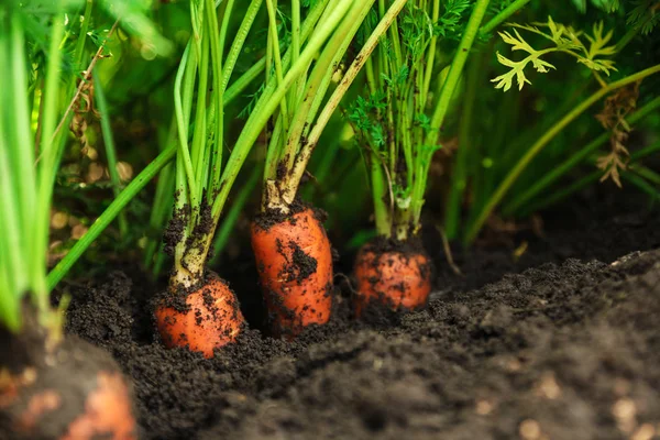 Zanahorias maduras creciendo en el suelo, primer plano. Agricultura ecológica — Foto de Stock