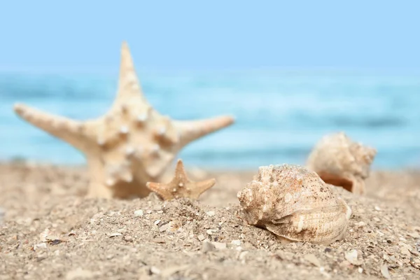 Hermosa estrella de mar y conchas en la arena cerca del mar. Objetos de playa — Foto de Stock