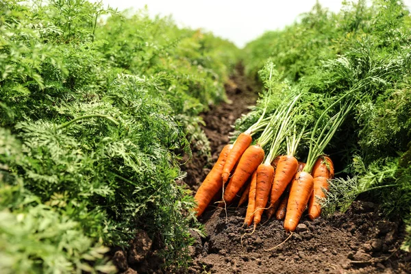 Pilha de cenouras maduras frescas no campo. Agricultura biológica Imagem De Stock