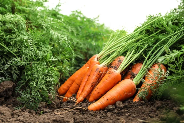 Stapel verse rijpe wortelen op het veld. Biologische landbouw Stockfoto