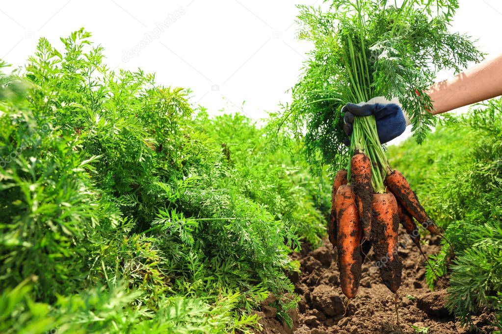 Woman holding bunch of fresh ripe carrots on field, closeup. Organic farming
