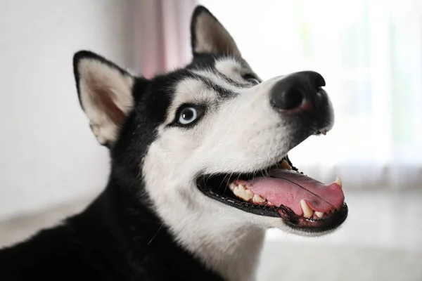 自宅でかわいい面白いシベリアハスキー犬 — ストック写真