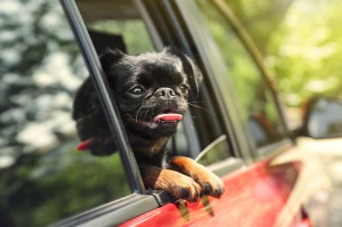Sevimli Petit Brabancon köpek yaz günü araba penceresinden dışarı eğilerek