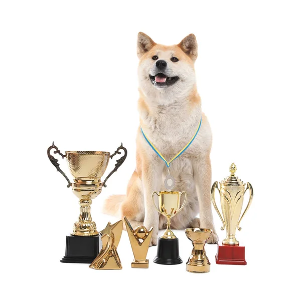 Adorable Akita Inu dog with champion trophies on white background