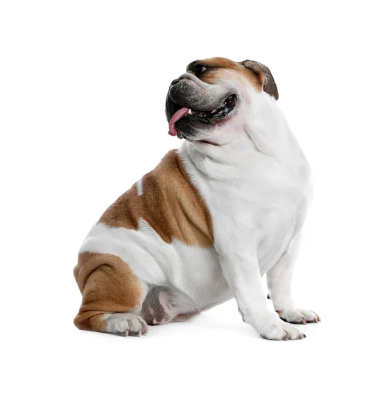 Adorável engraçado Inglês bulldog no fundo branco — Fotografia de Stock
