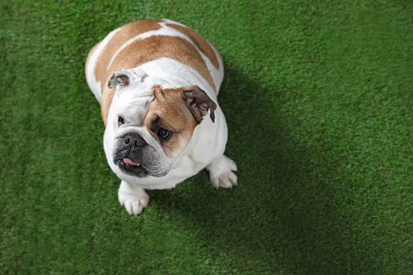 Adorable funny English bulldog on grass, above view. Space for text