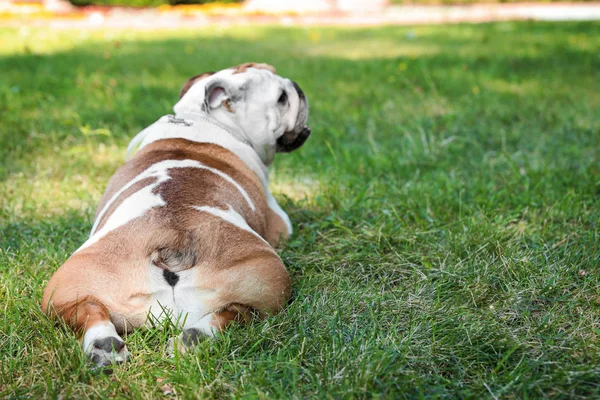 Funny English bulldog on green grass in park