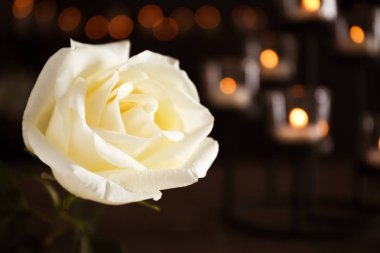 White rose and blurred burning candles on background, space for text. Funeral symbol clipart