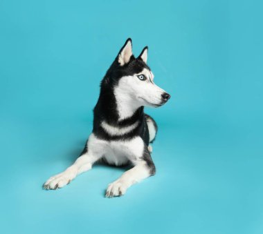 Mavi arka plan üzerinde Sevimli Sibirya Husky köpek