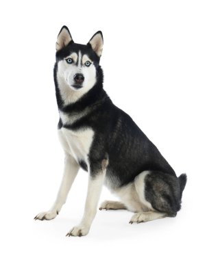 Sevimli Sibirya Husky köpek beyaz izole