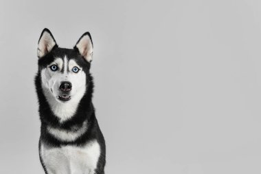 Açık gri arka plan sevimli Sibirya Husky köpek. Metin için alan