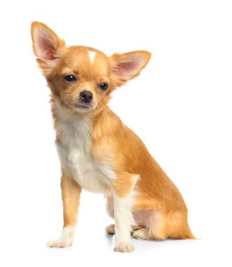 Beyaz arka plan üzerinde Sevimli küçük Chihuahua köpek