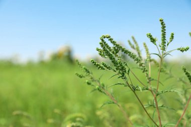 Güneşli bir günde açık havada çiçek açan ragweed bitki (Ambrosia cinsi). Mevsimsel alerji