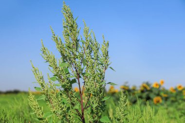 Açık havada çiçek açan ragweed bitki (Ambrosia cinsi). Mevsimsel alerji