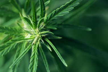 Bulanık arka plan üzerinde Yeşil organik kenevir, closeup