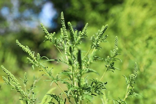 Plante d'herbe à poux en fleurs (genre Ambrosia) à l'extérieur, gros plan. Allergie saisonnière — Photo