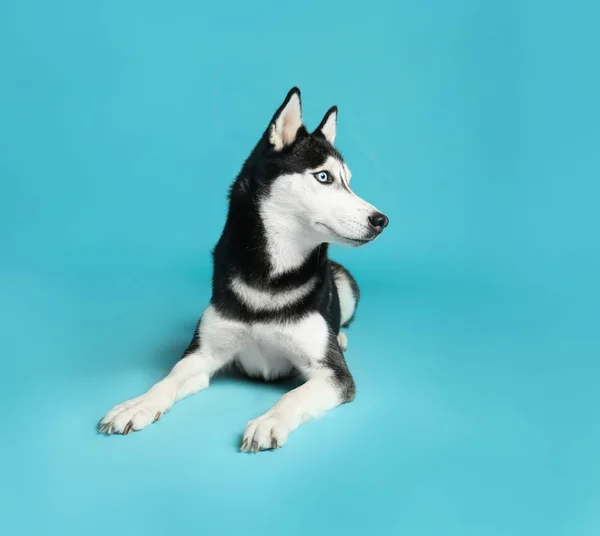 Anjing Husky Siberia yang lucu dengan latar belakang biru — Stok Foto