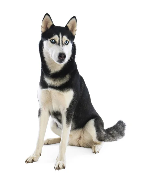 Lindo perro Husky siberiano aislado en blanco —  Fotos de Stock