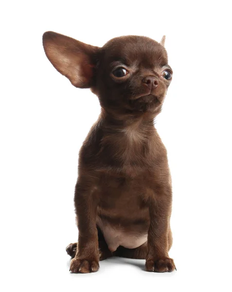Cão Chihuahua pequeno bonito no fundo branco — Fotografia de Stock