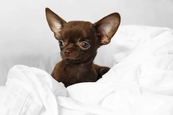 Schattige kleine Chihuahua hond liggend in bed — Stockfoto