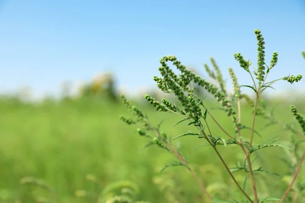 Blooming ragweed plant (Ambrosia genus) outdoors on sunny day. Seasonal allergy — Stock Photo, Image