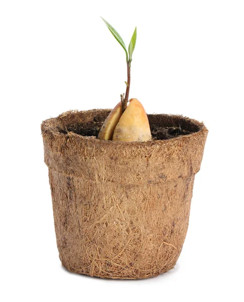 Pozzo di avocado con germoglio in vaso su fondo bianco — Foto Stock