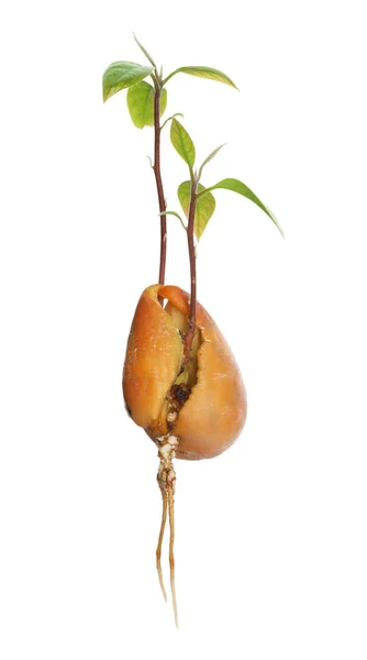 Pozzo di avocado con germogli e radice su sfondo bianco — Foto Stock