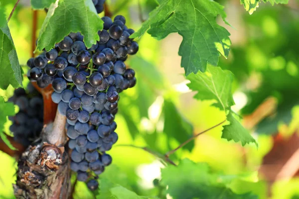 Raisins frais juteux mûrs poussant dans le vignoble — Photo